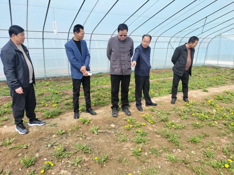 中媒企業(yè)文化發(fā)展工作委員會一行到河北蒲公英產(chǎn)業(yè)基地調研