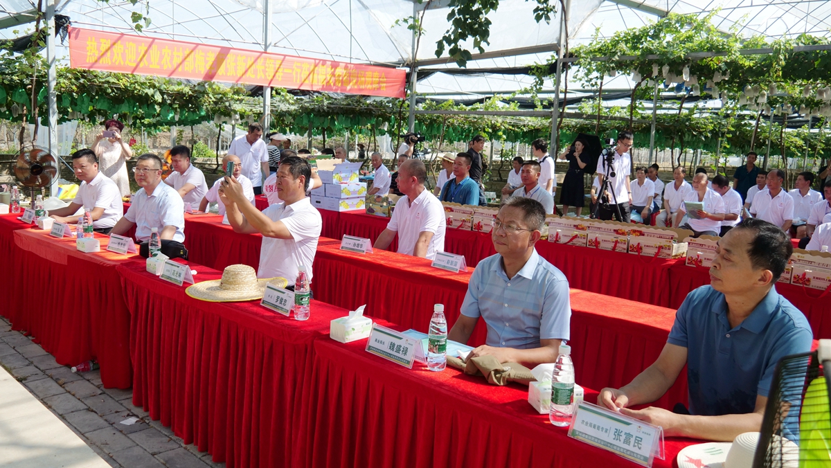 葡萄園里助農忙——碳氫核肥碳氫葡萄現場觀摩會在福建福安象環村召開